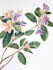 paint water colour botanical illustrations