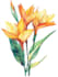 illustrate best botanical illustration