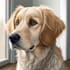 paint stunning pet portrait