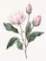 illustrate best botanical illustration