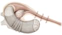 draw exercise, medical and anatomy illustrations