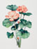draw a botanical illustration
