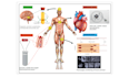 design scientific graphical abstract and figures for article, journal and book