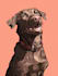 draw  pets portrait illustration in  style