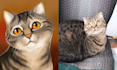 draw artistic pet portrait in digital art style illustration
