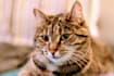 create charming and authentic content with my three cats
