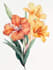 illustrate best botanical illustration