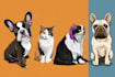create animals cartoon illustration