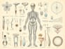 create medical and scientific illustrations