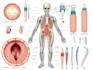 draw detailed medical illustrations