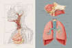 create anatomy, medical, and scientific illustrations