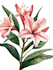 illustrate best botanical illustration