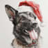 draw your christmas pet portrait