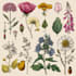 do realistic botanical illustration