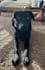 create real dog mom ugc ads for pet brands