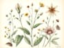 draw your botanical scientific illustration