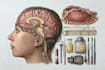 draw professional medical illustrations