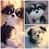 draw animals cartoon illustration