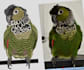 do custom pets embroidery digitizing into dst emb files