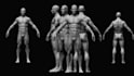 model a realistic human anatomy study or artistic statue