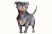 paint dog, cats, whatever pet portrait with watercolor