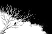create custom line art illustrations from your ideas