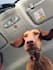 create fun aesthetic ugc videos for pet products