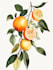 draw a realistic botanical illustration