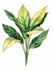 draw a realistic botanical illustration