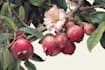 make a botanical illustrations of flowers art
