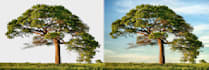 remove background from complex hair fur or trees