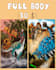 draw dinosaurs, marine reptiles and pterosaurs
