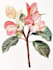 create a botanical illustration