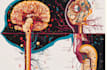 draw exercise, medical and anatomy illustrations