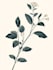 illustrate best botanical illustration