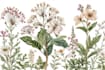 draw an unique botanical illustration