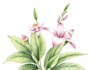 draw realistic botanical illustration