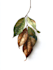 illustrate best botanical illustration