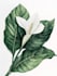illustrate best botanical illustration