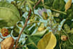 create amazing botanical illustration