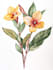 draw a botanical illustration