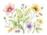 botanical illustration with scientific focus