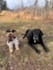 create pet ugc videos