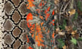 create camouflage seamless pattern in 24 hours