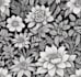 produce your botanical illustration or digital drawing
