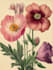 create amazing botanical art illustratio
