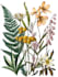 draw digital botanical illustrations