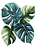 illustrate best botanical illustration