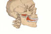 draw detailed medical illustrations