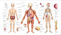 create anatomy, medical, and scientific illustrations